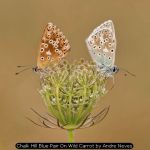 Chalk Hill Blue Pair On Wild Carrot by Andre Neves