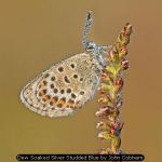 Dew Soaked Silver Studded Blue by John Cobham