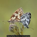 Mating Marbled White by Colin Bradshaw