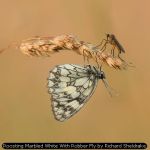 Roosting Marbled White With Robber Fly by Richard Sheldrake