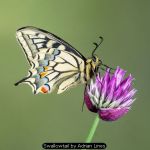 Swallowtail by Adrian Lines