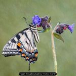 Tiger Swallowtail byTony North