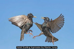 Adult Starling Agression by Martin Jump