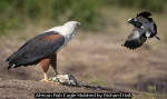 African Fish Eagle Mobbed by Richard Hall