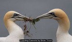 Courting Gannets by Brian Trout