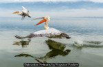 Dalmatian Pelicans by Royston Packer