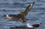 Great Skua attacking Gull