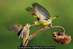 Greenfinches Fighting by Paul Keene
