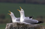 Herring Gulls calling