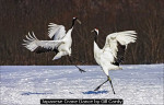 Japanese Crane Dance by Gill Cardy