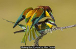 Mating Bee Eaters by Alan Grant