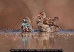 Bath Time - Blue Waxbill And Red Billed Quelea by Robin Price