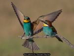 Bee-eaters by Stewart Haynes