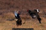 Black Grouse Fighting by Graham Pears