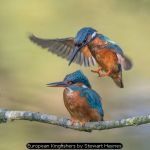 European Kingfishers by Stewart Haynes