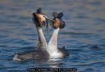 Grebe Courtship Offering by Gill OMeara
