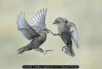 Juvenile Starling Aggression by Richard OMeara