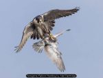 Peregrine Falcon Hunting by Neil Partridge