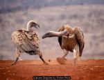 Vulture Dispute by Robin Price