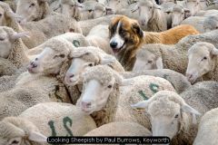 Looking Sheepish by Paul Burrows, Keyworth
