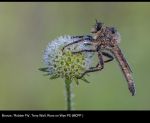 13880_Terry Wall_Robber Fly