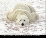 14735_Michael Windle_Relaxing on the Tundra