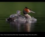 15367_Damian Black_Great Crested Grebe With Chicks