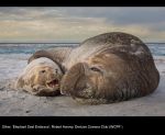 15398_Robert Harvey_Elephant Seal Embrace