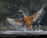 15629_Jamie MacArthur_Bursting out Common Kingfisher