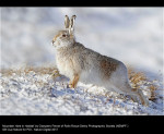 15641_Gianpiero Ferrari_Mountain Hare in Habitat