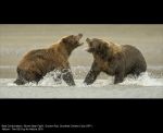 Brown Bear Fight by Gordon Rae, Dumfries