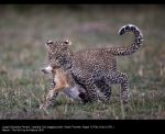 Leopard Cub Dragging Hare by Austin Thomas, Wigan 10