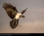 Pied Crow in Flight by David Woodhead, Evolve