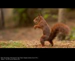 Red Squirrel by Alan Taylor, Bingley