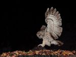 Tawny Owl Catching Mole by Roy Rimmer, Chorley
