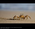 Tufted Ghost Crab by Paul Hayman, Maidenhead