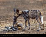 Wild Dog Pups Greeting by Eric Williams, Worcestershire