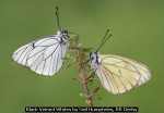 Black Veined Whites by Neil Humphries, RR Derby