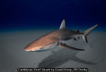 Caribbean Reef Shark by David Keep, RR Derby