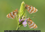 Glanville Fritillaries on Orchid by Neil Humphries, RR Derby