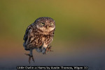 Little Owl in a Hurry by Austin Thomas, Wigan 10