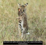 Serval Cat with African Hare by Laura Knowles, Canterbury