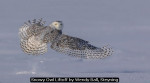 Snowy Owl Liftoff by Wendy Ball, Steyning