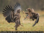 Squabbling Juvenile White Tailed Eagles by Jamie MacArthur, RR Derby