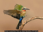 White Fronted Bee Eater by Jamie MacArthur, RR Derby