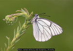 Black Veined White by Neil Humphries, RR Derby