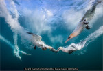 Diving Gannets Shetland by David Keep, RR Derby