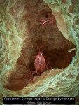 Peppermint Shrimps inside a Sponge by Kenneth Gillies, Edinburgh