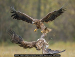 White Tailed Eagles Dispute by Jamie MacArthur, RR Derby