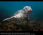 Atlantic Grey Seal Farne Islands by David Keep, RR Derby